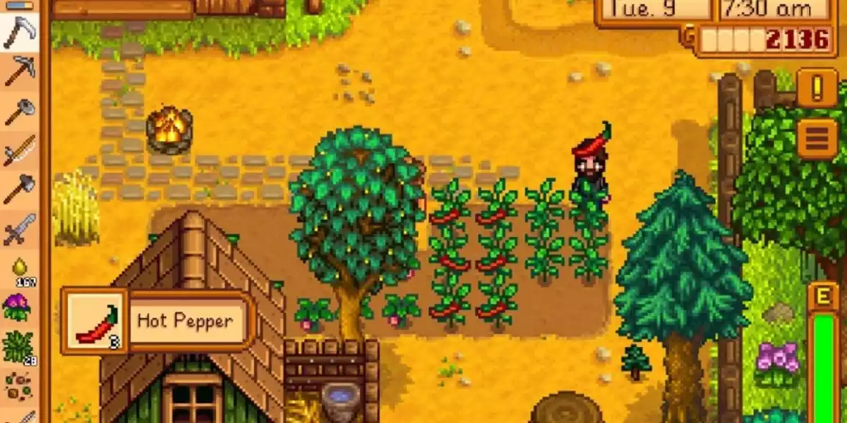 Plantação Pimenta Stardew Valley