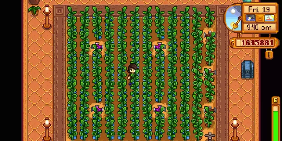 Stardew valley Fruta Antiga in greenhouse