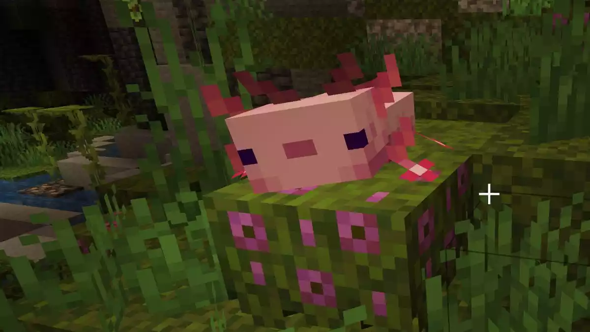 Como criar Axolotes no Minecraft